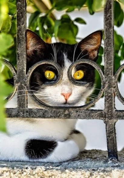 фотографии котов фотографии котов