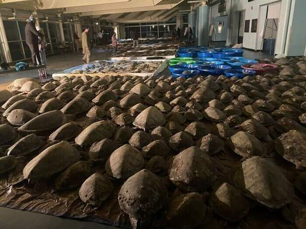 15. Спасение морских черепах на Южном острове Падре (округ Камерон, штат Техас). Спасено уже 1500 черепах... но их нечем согреть