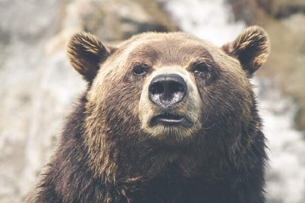 В окрестностях Воткинска заметили медведей