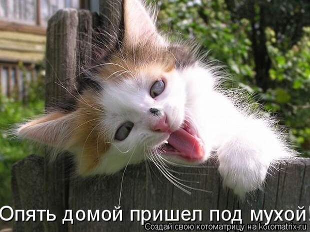 Опять домой пришел под мухой!