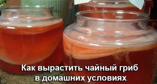 КАК ВЫРАСТИТЬ ЧАЙНЫЙ ГРИБ В ДОМАШНИХ УСЛОВИЯХ КАК ВЫРАСТИТЬ ЧАЙНЫЙ ГРИБ В ДОМАШНИХ УСЛОВИЯХ