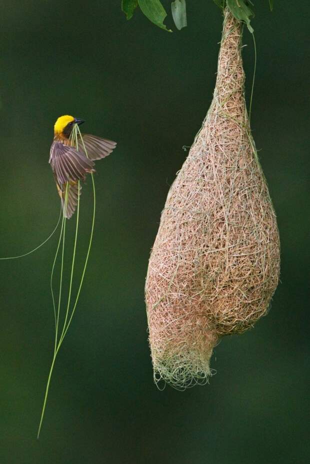 Animal-Architecture-6-685x1027