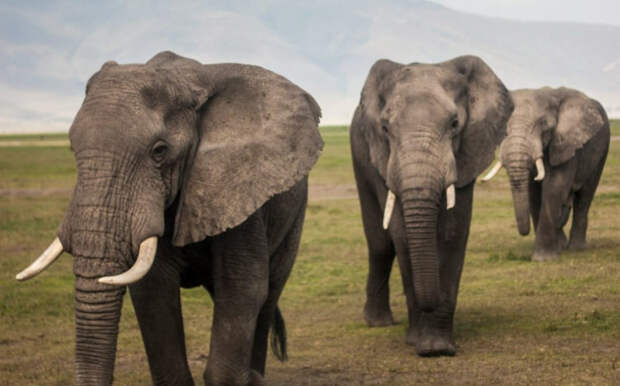 В Сочи планируют разводить слонов: одно животное стоит 150 тысяч евро