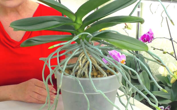 Правила разделения разросшейся орхидеи на две части, чтобы не навредить растению
