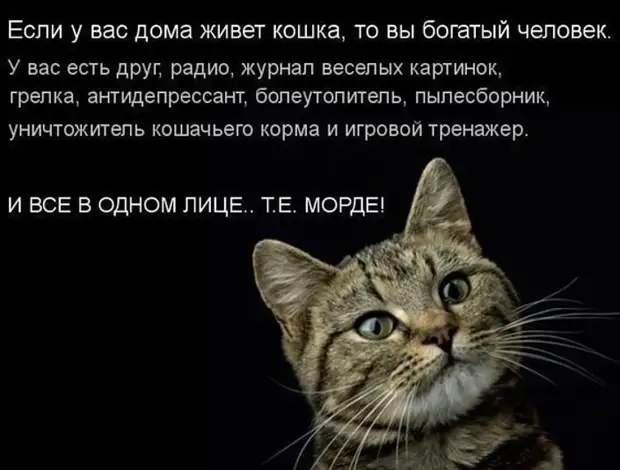Кошки не считают людей достаточно умными существами...