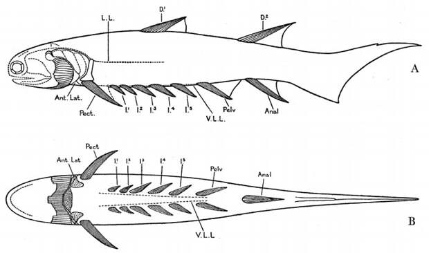 Рис. 12. Акантода Euthacanthus