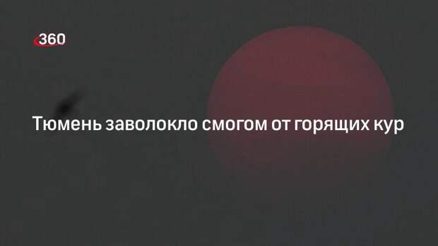 Подъем: 4 миллиона кур сожгли под Тюменью из-за птичьего гриппа