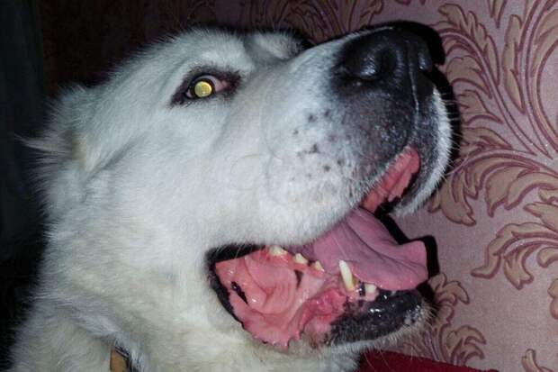 Учет домашних питомцев могут ввести в России