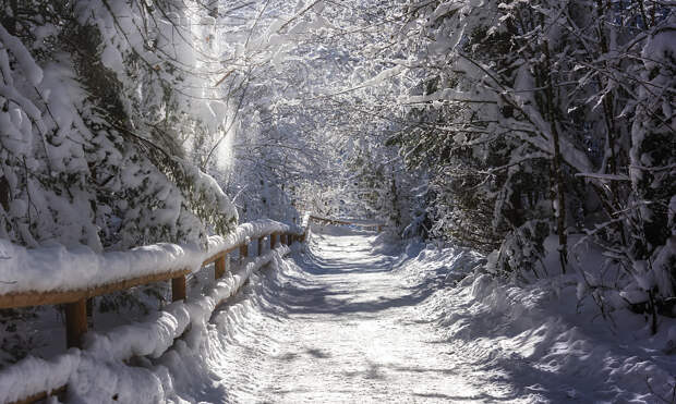 into the winterwonderland by Rudi Moerkl on 500px.com