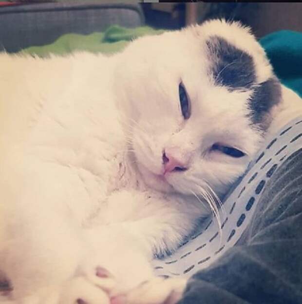 Кошка вытянула лапки Кошка лежит