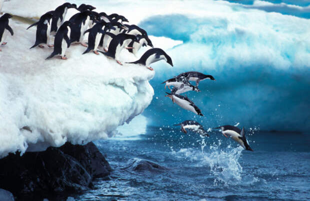 Потепление и деятельность человека грозят пингвинам вымиранием