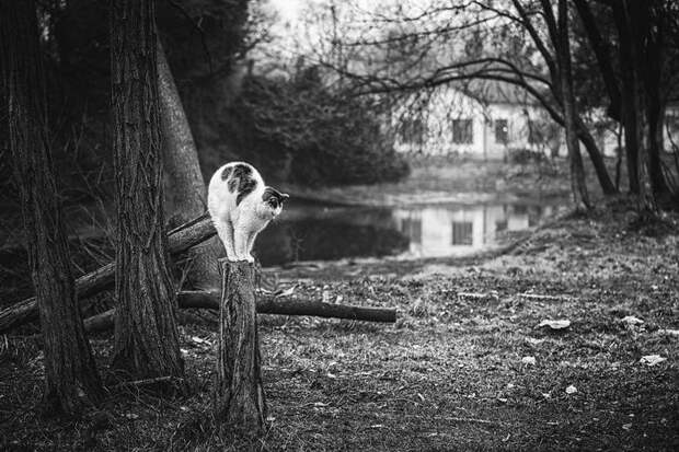 Кошки, которые сидят в неудобных местах: фотопроект Sabrina Boem