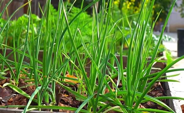 Почему может желтеть чеснок. Подкормки не всегда помогут убрать желтизну