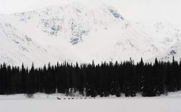 Гонка на собачьих упряжках Iditarod 2013