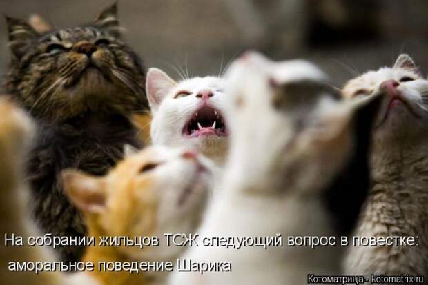 Лучшие котоматрицы недели (50 фото)