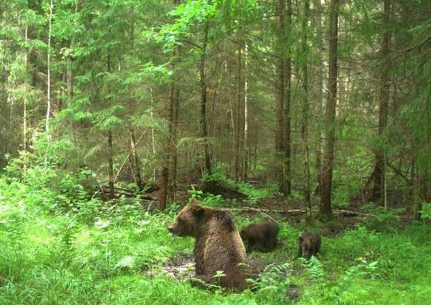 Снимки лесных жителей, сделанные на фотоловушки