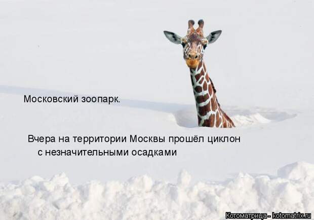 Котоматрица: Московский зоопарк. Вчера на территории Москвы прошёл циклон с незначительными осадками