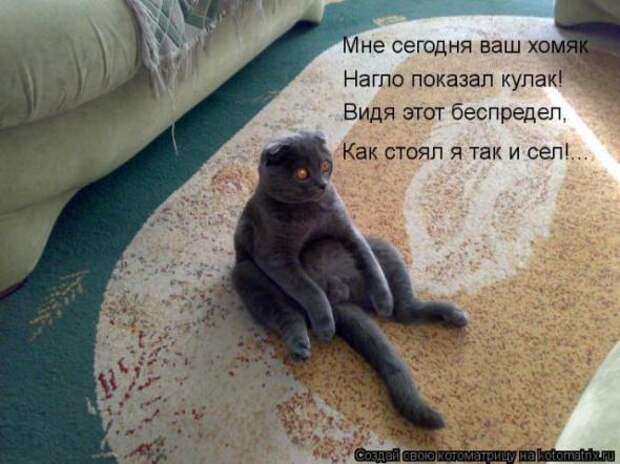 Котоматрицы(картинки с надписями)