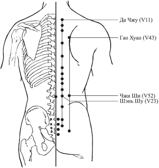 Точка 43 24. Точка v43 Гао-Хуан. V43 точка акупунктуры. Гао Хуан точка расположение. Да Чжу точка акупунктуры.