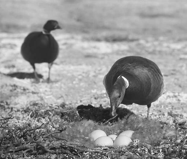 Пара чёрных казарок (Branta bernicla nigricans) рядом с гнездом. Остров Врангеля, среднее течение реки Тундровая, начало июля 1970 г. 