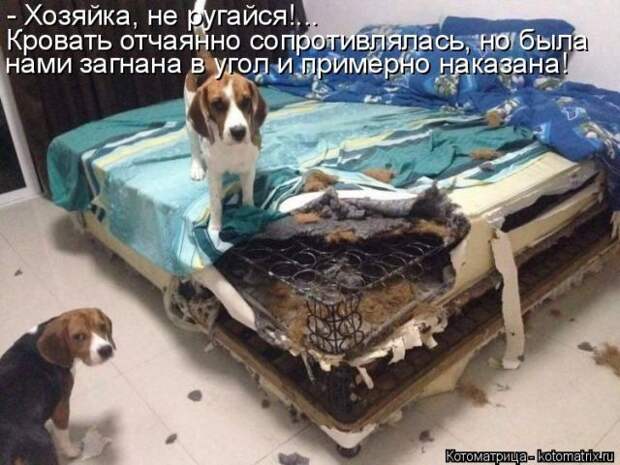 Лучшие котоматрицы недели (50 фото)