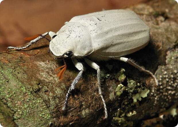 Белый скарабей (лат. Cyphochilus insulanus)