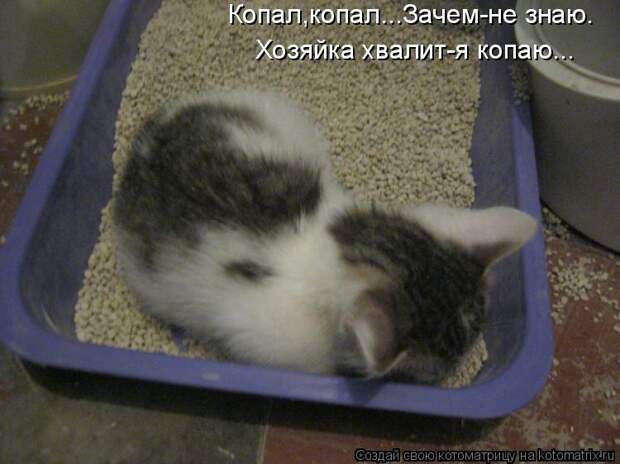 Котоматрица - Копал,копал...Зачем-не знаю. Хозяйка хвалит-я копаю...
