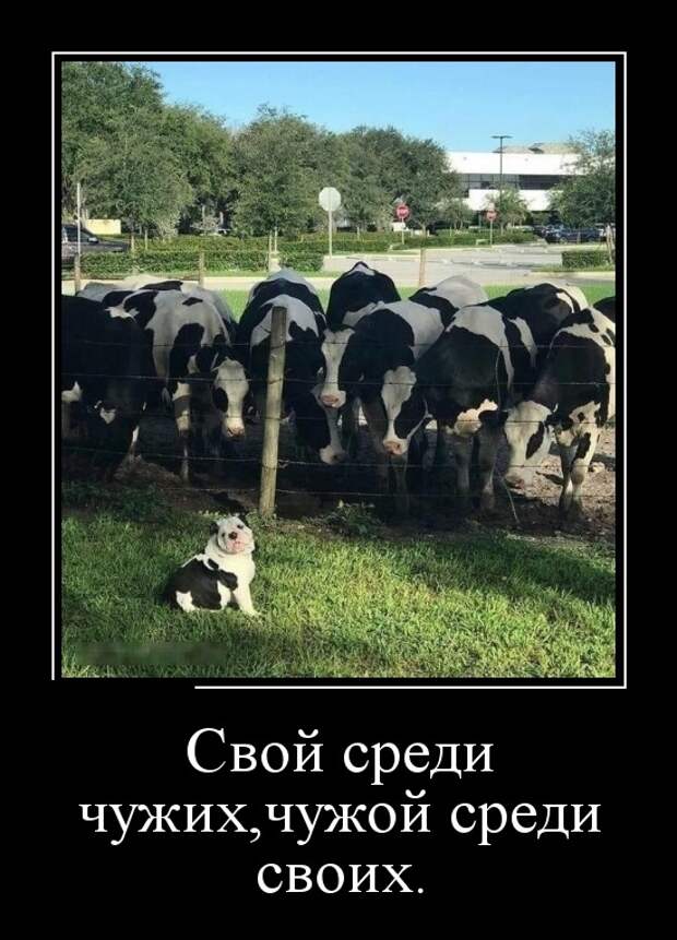 Демотиваторы