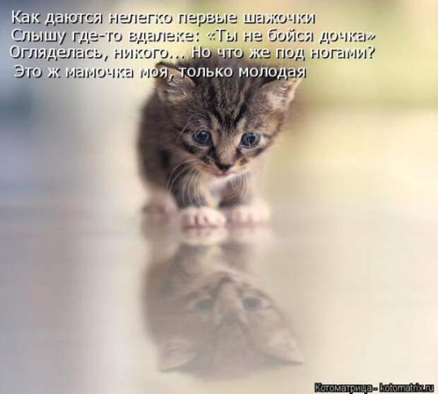 Котоматрицы(картинки с надписями)