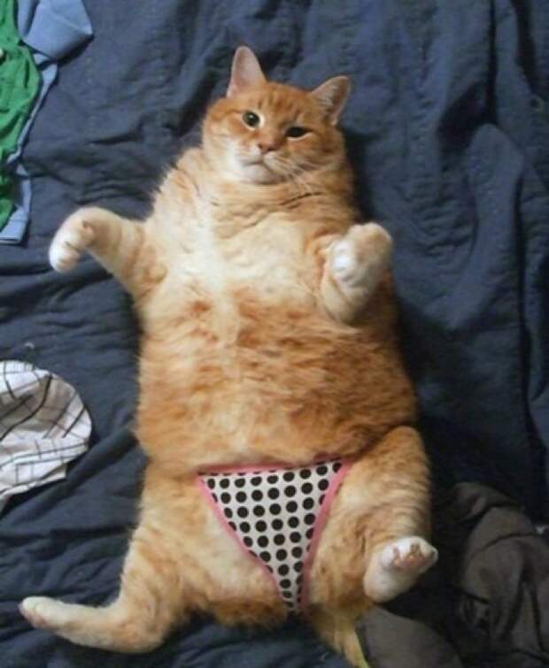FatCats10 Толстокоты