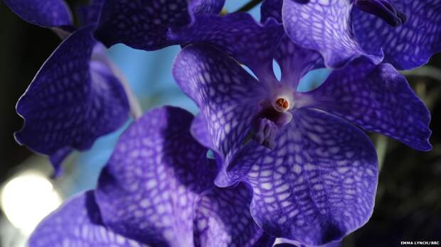 orchids05 orchids05 Экзотические орхидеи