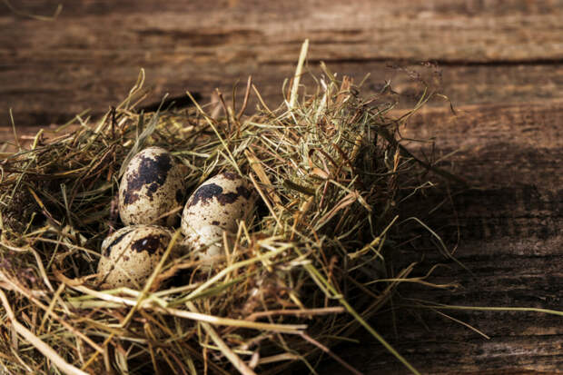 Ситуацию с мертвыми птенцами в Пензе прокомментировали в администрации парка