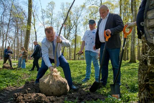 В Туле сотрудники «Бизнес-журнала» высадили аллею кленов в парке им. Белоусова