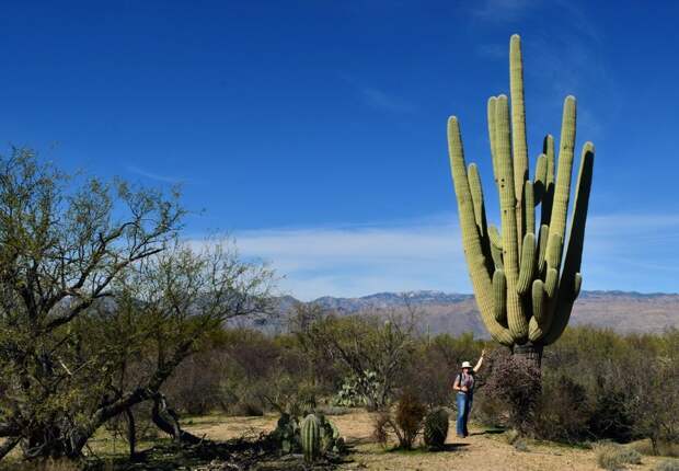 20 метров в высоту: огромные кактусы пустыни Сонора, в которых живут совы 