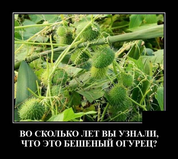 demotivatory-demotivator-smeshnye-demotivatory-demotivator-so-smyslom