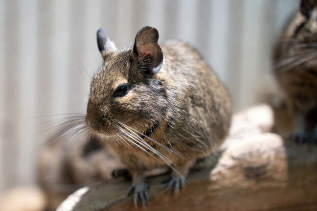 В Москве мужчина украл из зоомагазина чилийскую белку и погубил животное