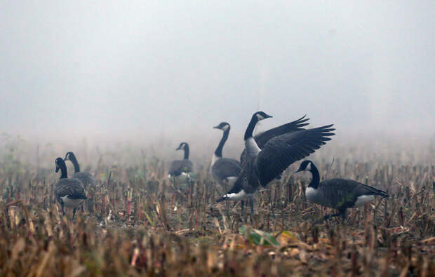 Канадские гуси в кукурузном поле во время тумана