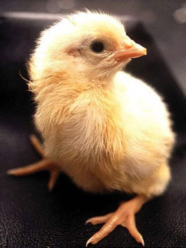 Эмбриональное развитие и появление цыплёнка на свет (29 фото + видео)