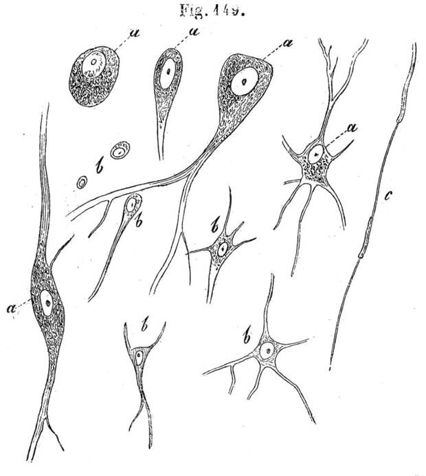 Нейроны «по Келликеру» до изобретения метода Гольджи (1852 год)