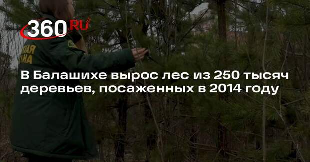 В Балашихе вырос лес из 250 тысяч деревьев, посаженных в 2014 году
