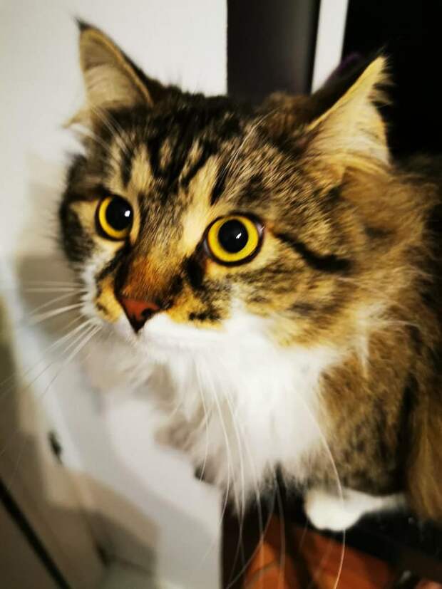 дом для котёнка кот в доме