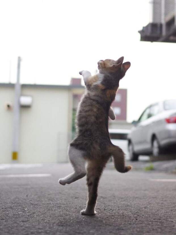 Уличные коты осваивают мастерство кунг-фу домашний питомец, животные, коты, кунг-фу, подборка, позитив