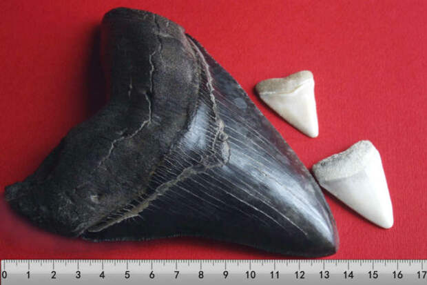 Найденный зуб мегалодона в сравнении с зубами акулы