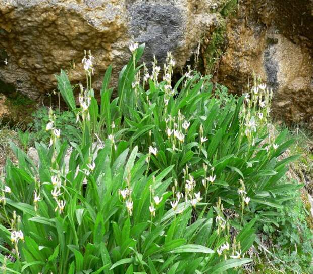 Додекатеон (Dodecatheon)
