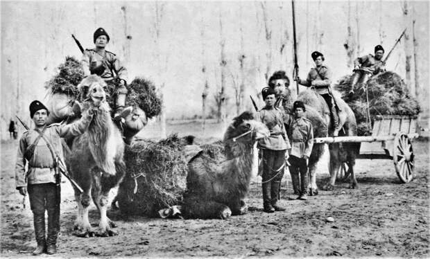 Отряд русских казаков с верблюдами (1875 год – покорение Кокандского ханства). /Фото: upload.wikimedia.org Отряд русских казаков с верблюдами (1875 год – покорение Кокандского ханства). /Фото: upload.wikimedia.org