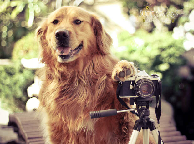 Собачьи портреты Creative Dog Portraits 1 Радостные собаки в объективе девушки подростка