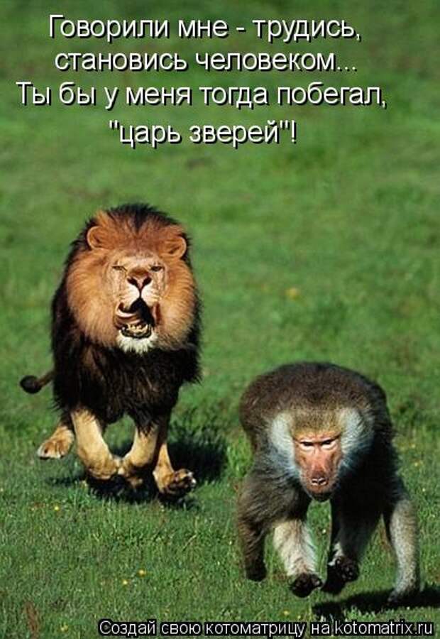 Котоматрица 31 (413x600, 50Kb)