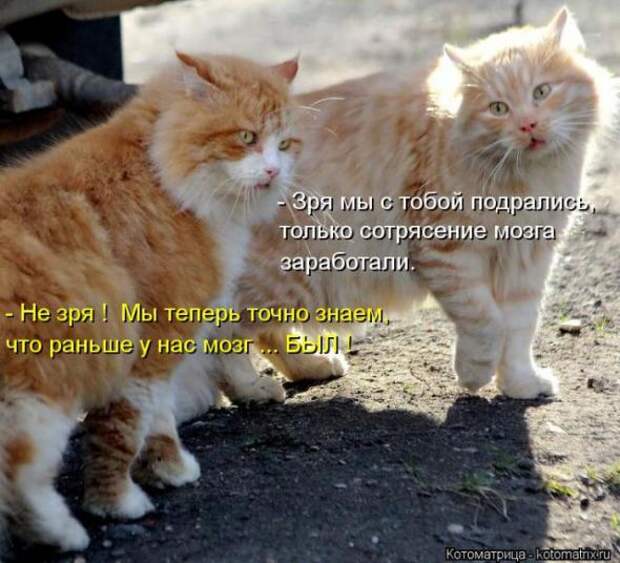 Котоматрицы (картинки с подписями)