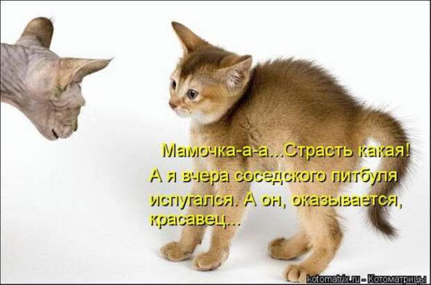 Котоматрицы(картинки с надписями)