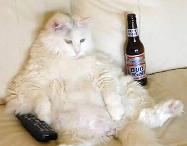 FatCats04 Толстокоты